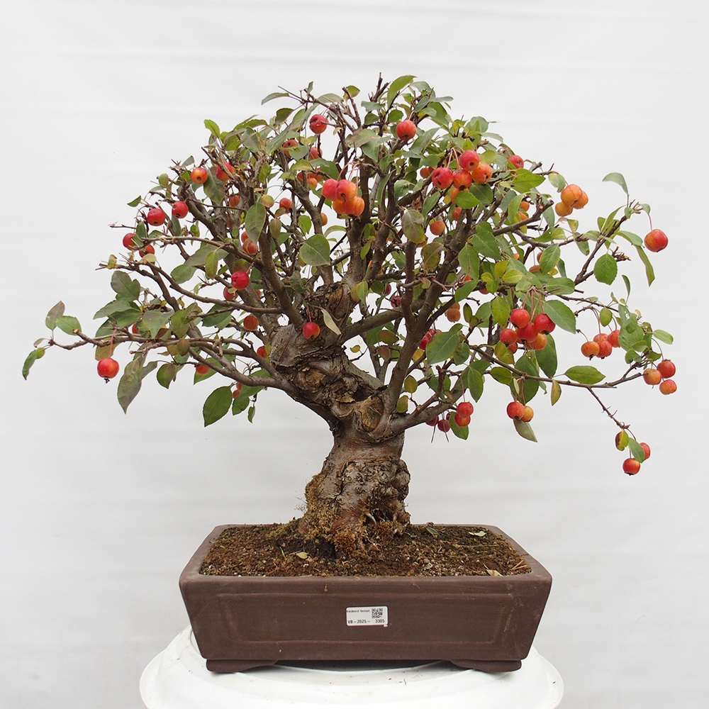 Vonkajší bonsai -Malus halliana - Maloplodá jabloň
