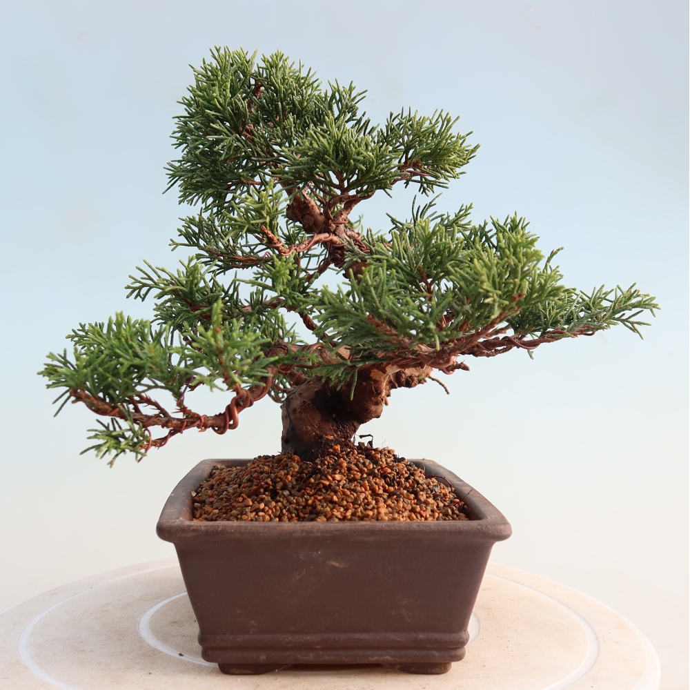 Vonkajší bonsai - Juniperus chinensis Itoigawa -Jalovec čínsky