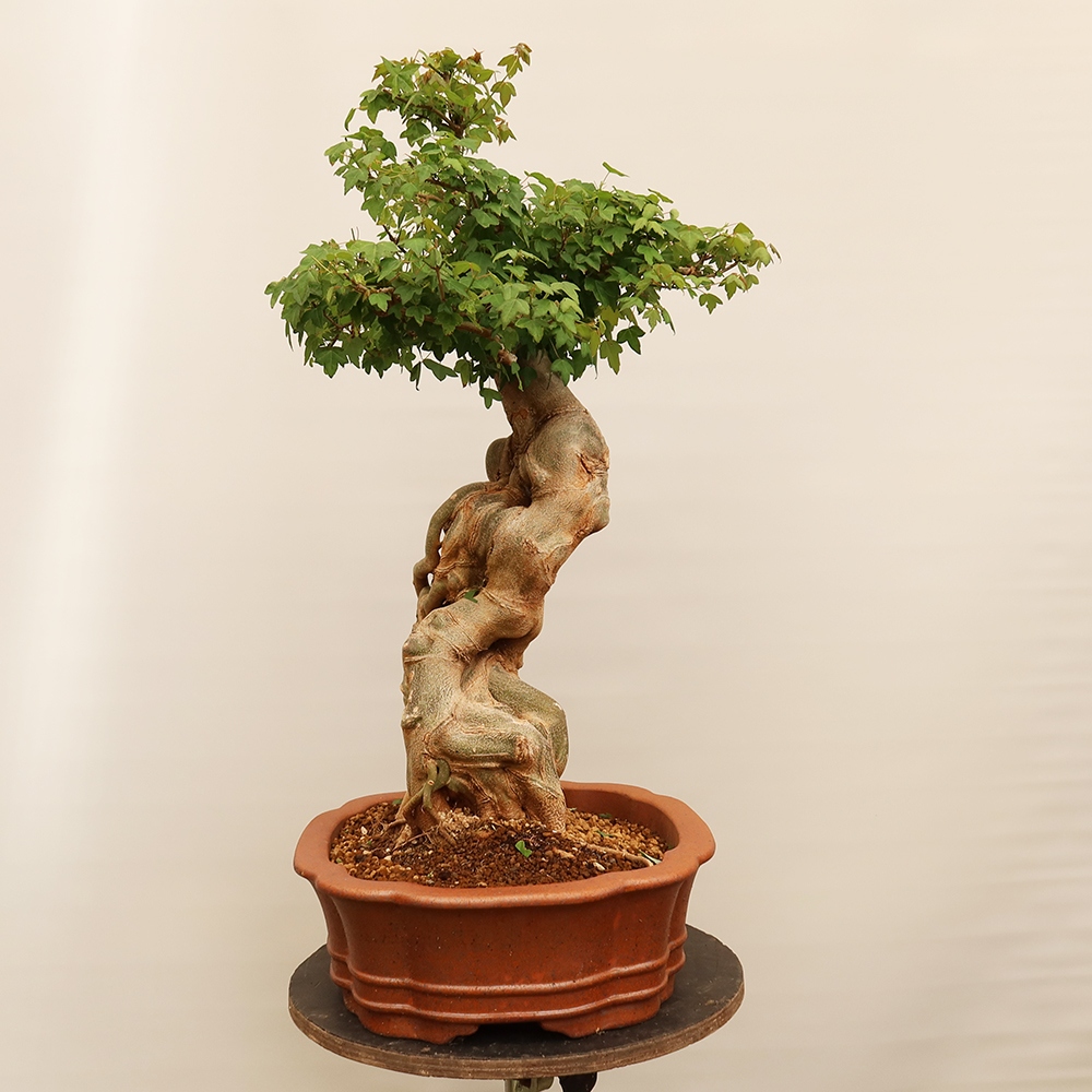 Vonkajšie bonsaje - Javor Burger - Acer Burgerianum