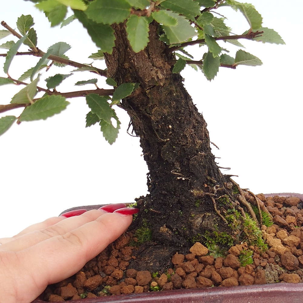 Vonkajšie bonsai - Zelkova - Zelkova Nirom