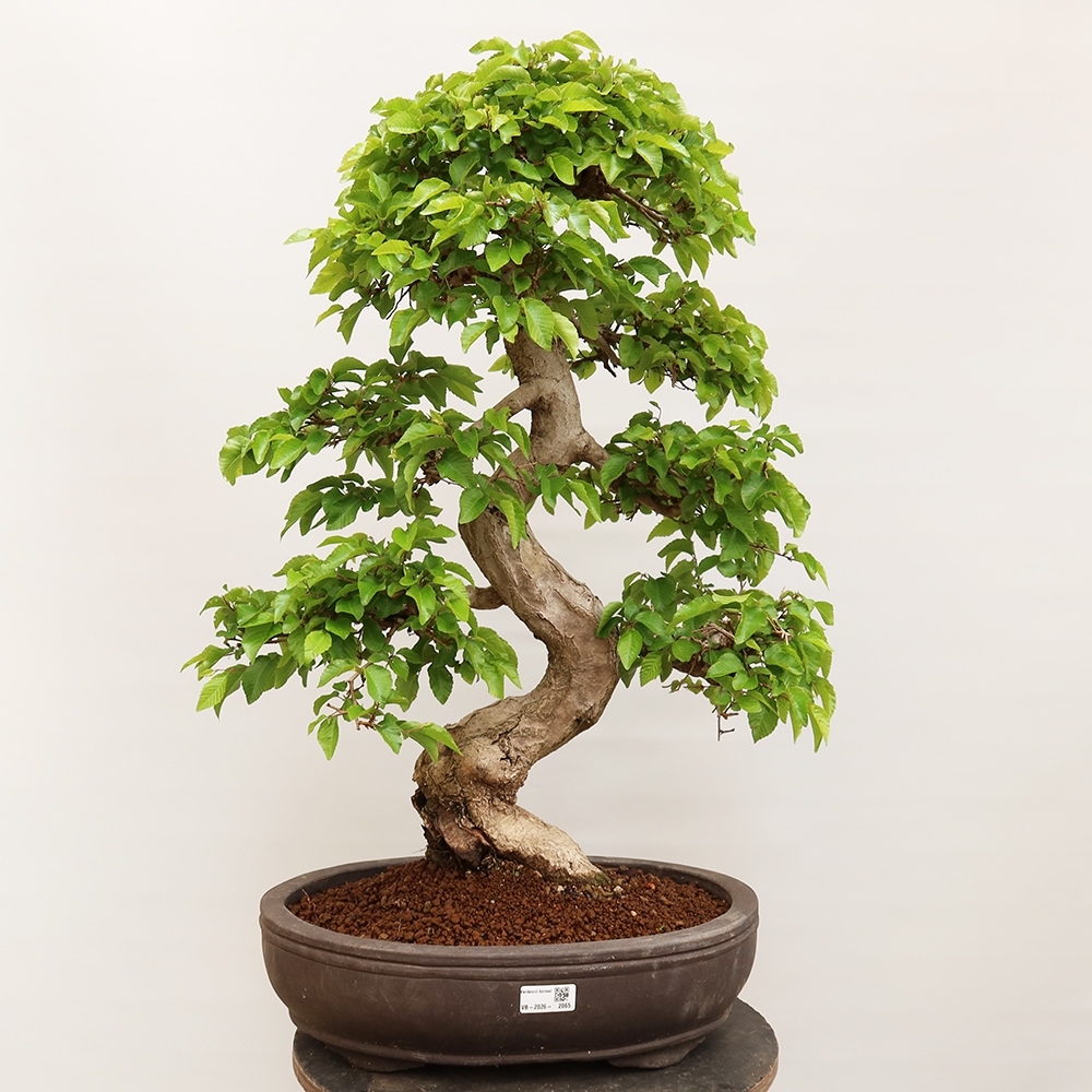 Vonkajší bonsai -Carpinus Coreana - Hrab kórejský
