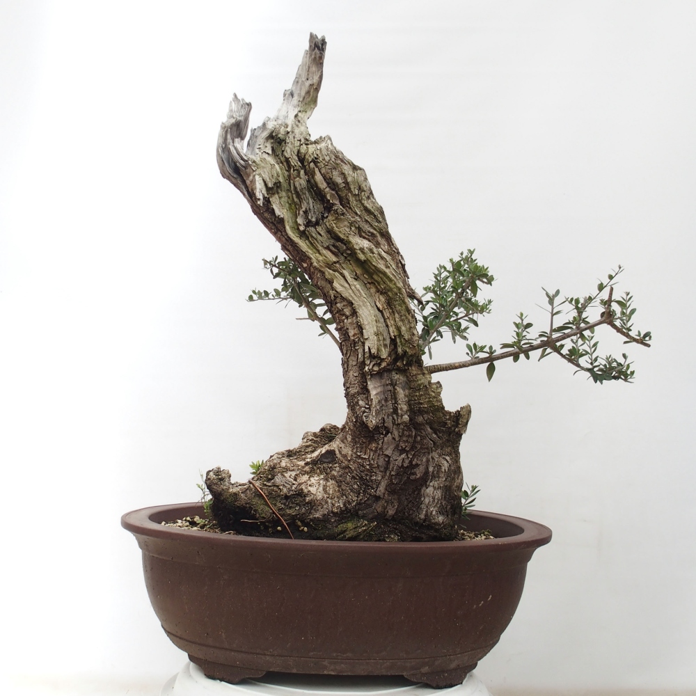 Izbová bonsai - Olea europaea sylvestris -Oliva evropská drobnolistá