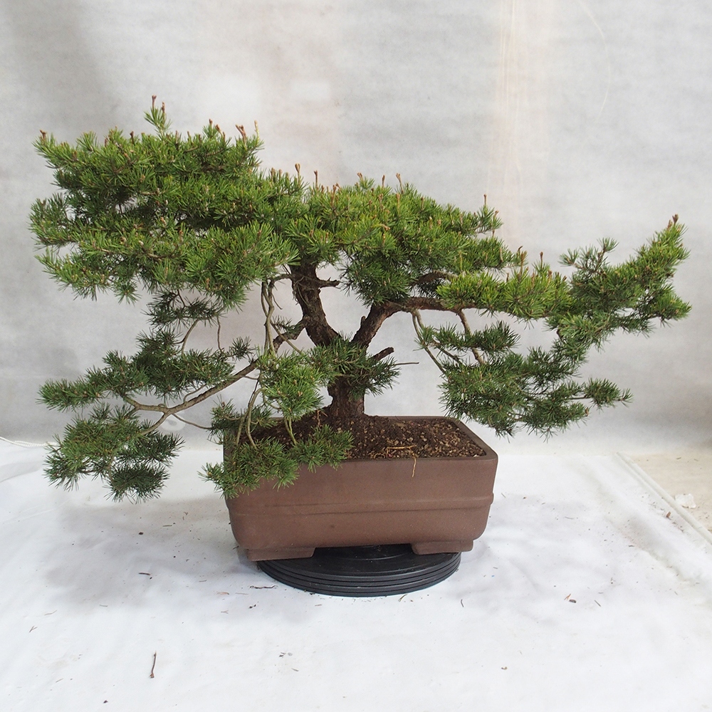 Yamadori - Pinus sylvestris 