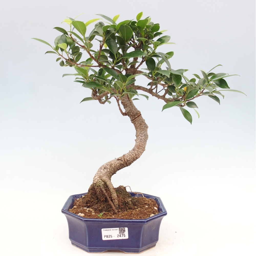 Izbová bonsai - Ficus retusa - malolistá fikus