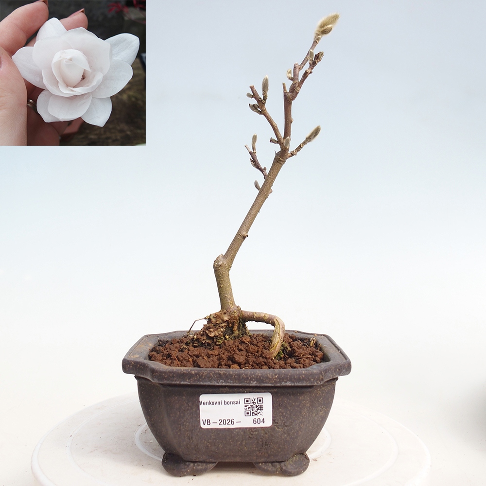 Vonkajšie bonsaje - Magnolia stellata