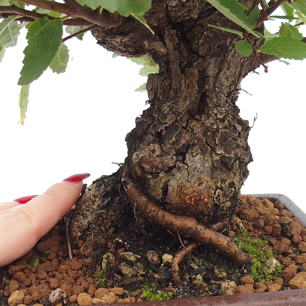 Vonkajšie bonsai - Zelkova - Zelkova serrata
