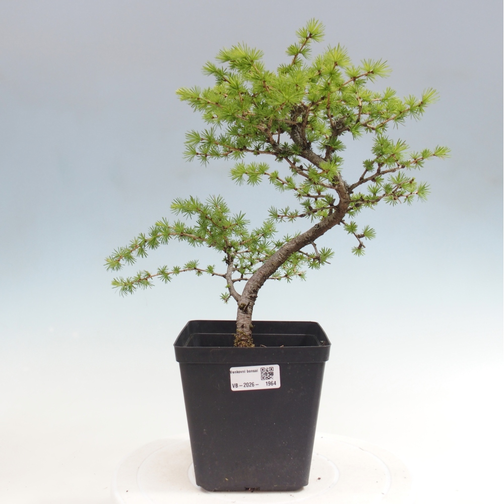 Vonkajšie bonsaje -Larix decidua - Smrekovec