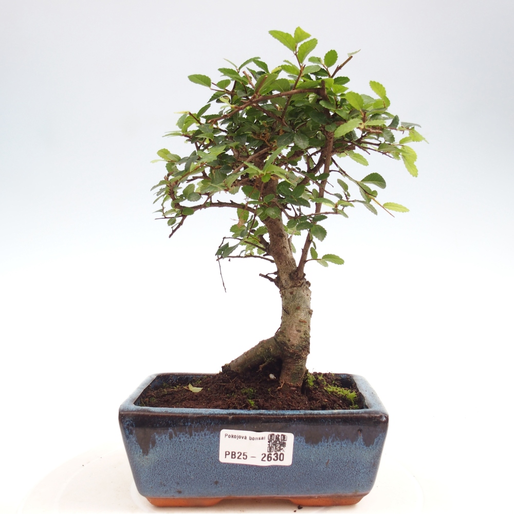 Izbová bonsai - Ulmus parvifolia - malolistá brest