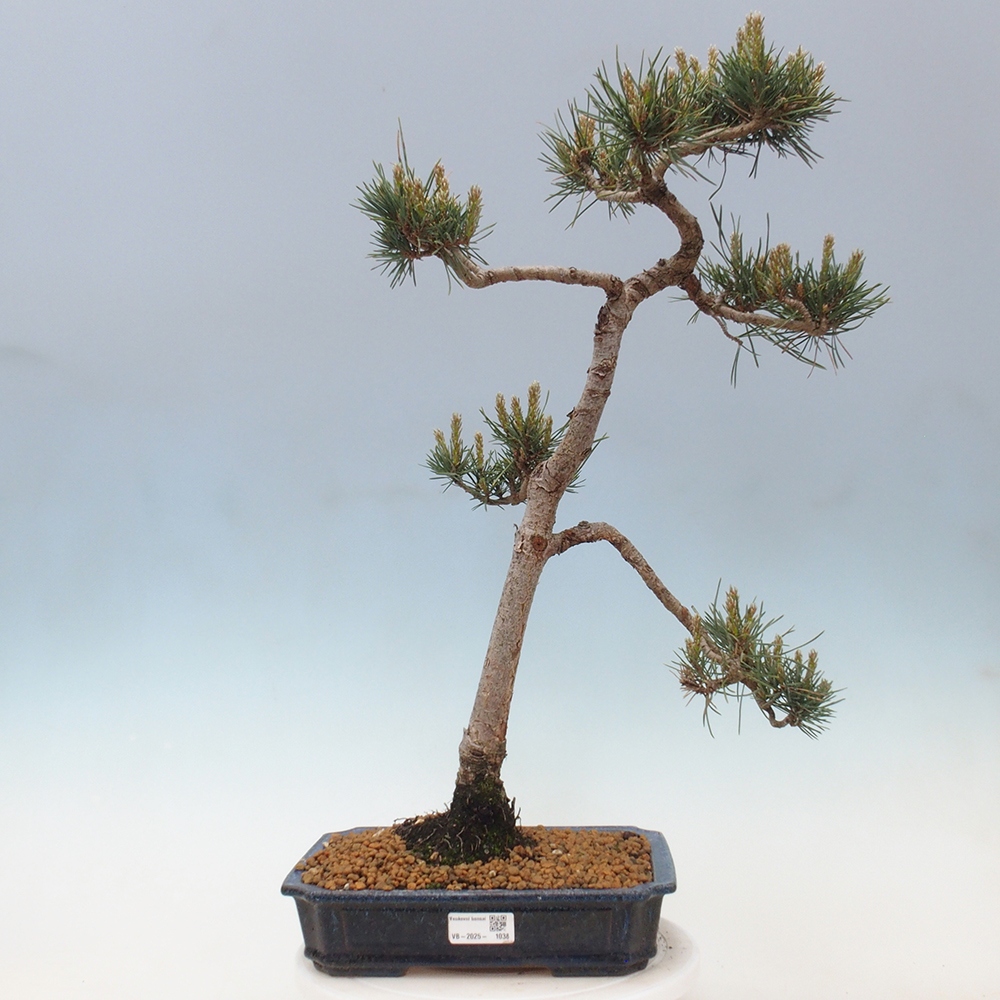 Vonkajšie bonsai - Pinus Sylvestris - Borovica lesná