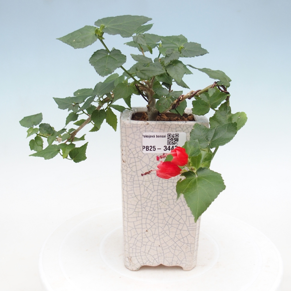Izbový bonsaj - Malvaviscus arboreus