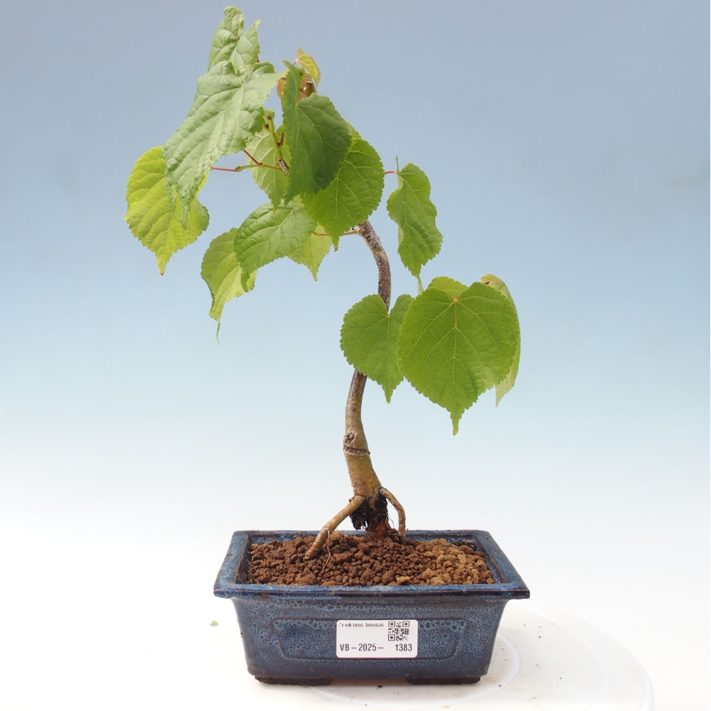 Vonkajšie bonsai - Lipa malolistá - Tilia cordata