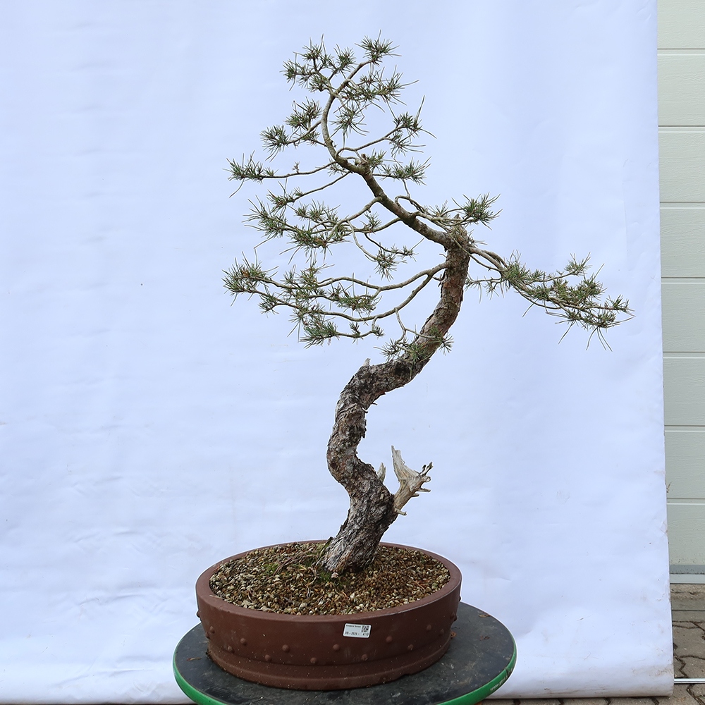 Pinus sylvestris Španielsko – borovica lesná