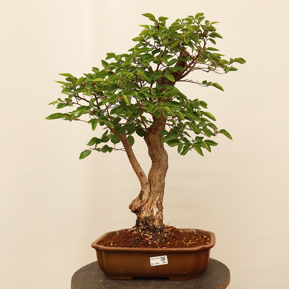 Vonkajší bonsai -Carpinus Coreana - Hrab kórejský