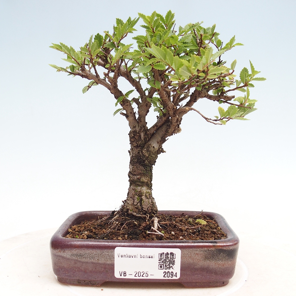 Vonkajšie bonsai - Zelkova - Zelkova Nirom