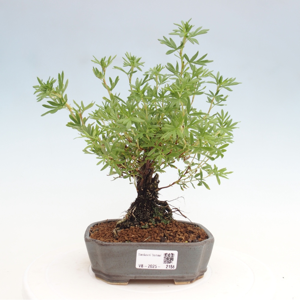 Vonkajšia bonsai-Nátržník krovitá - potentila fruticosa yellow Bird