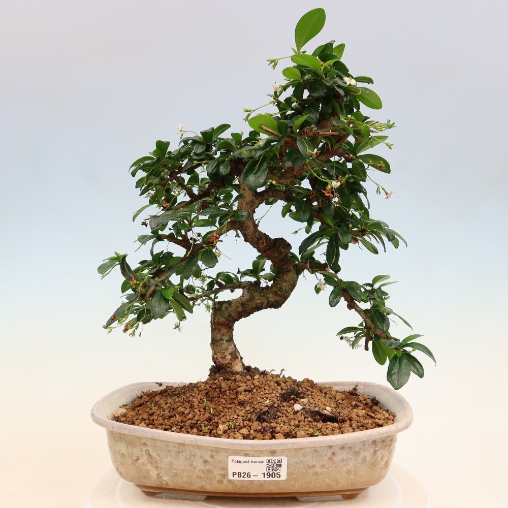 Izbové bonsaje - Carmona macrophylla - Tea fuki