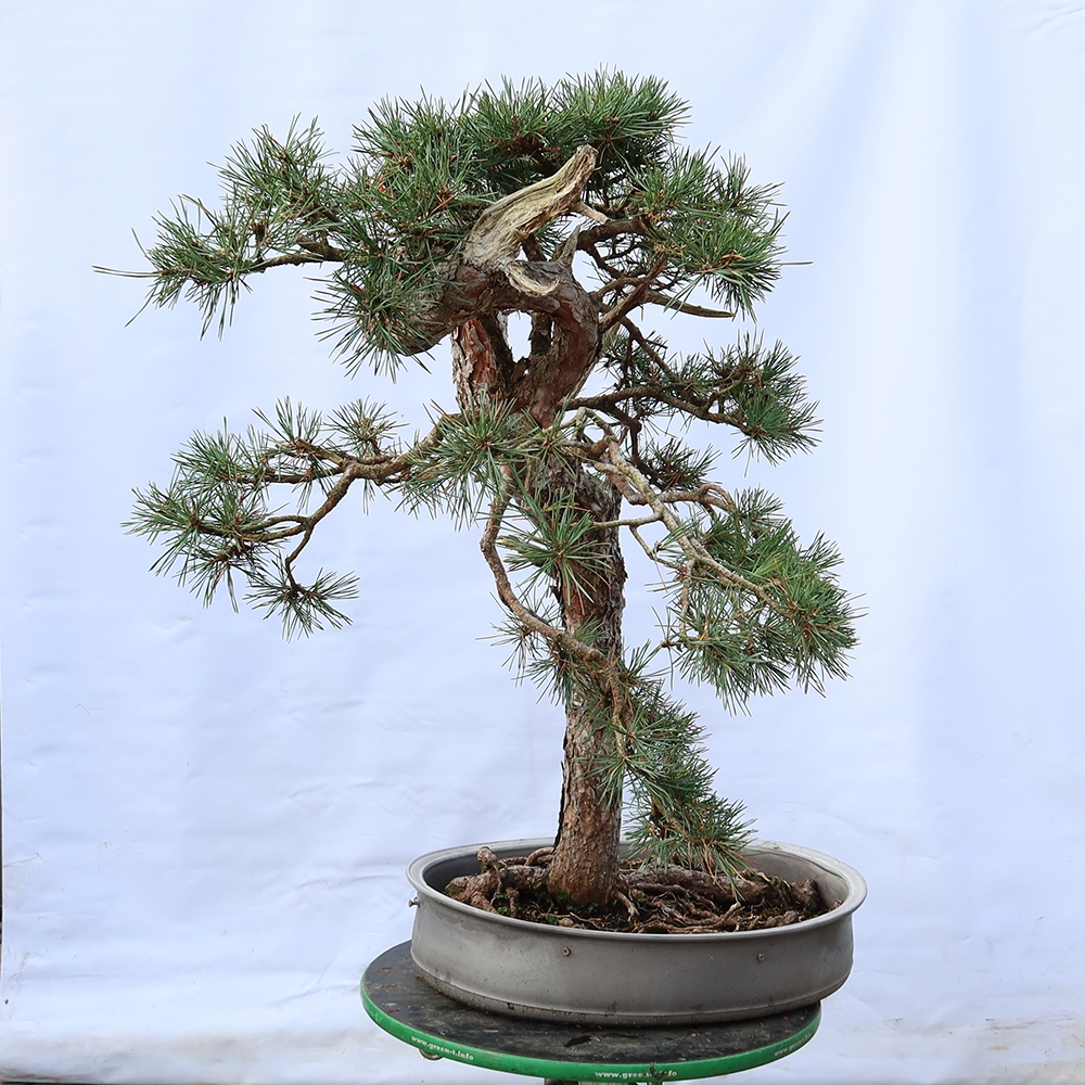 Pinus sylvestris Španielsko – borovica lesná