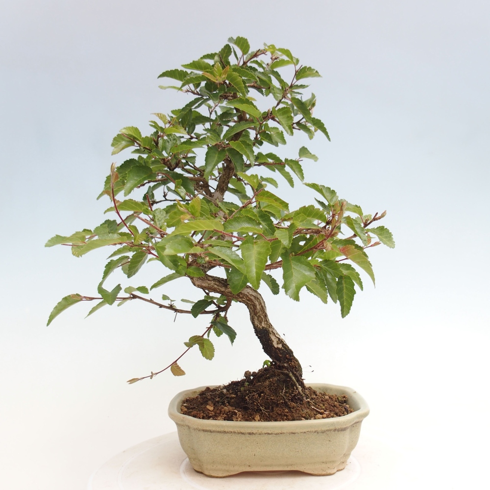 Vonkajší bonsai -Carpinus CARPINOIDES - Hrab kórejský
