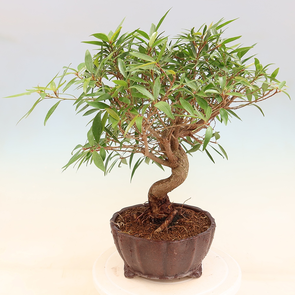 Izbové bonsaje - Ficus nerifolia - fíkus drobnolistý