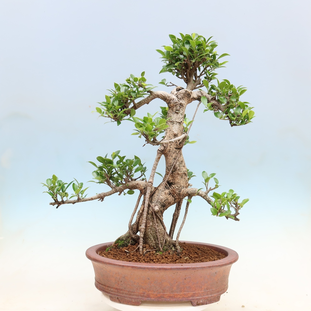Izbové bonsaje - Ficus kimmen - drobnolistý fikus