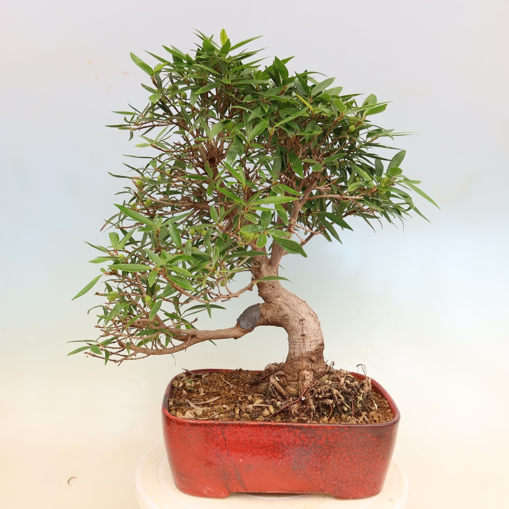 Izbové bonsaje - Ficus nerifolia - fíkus drobnolistý
