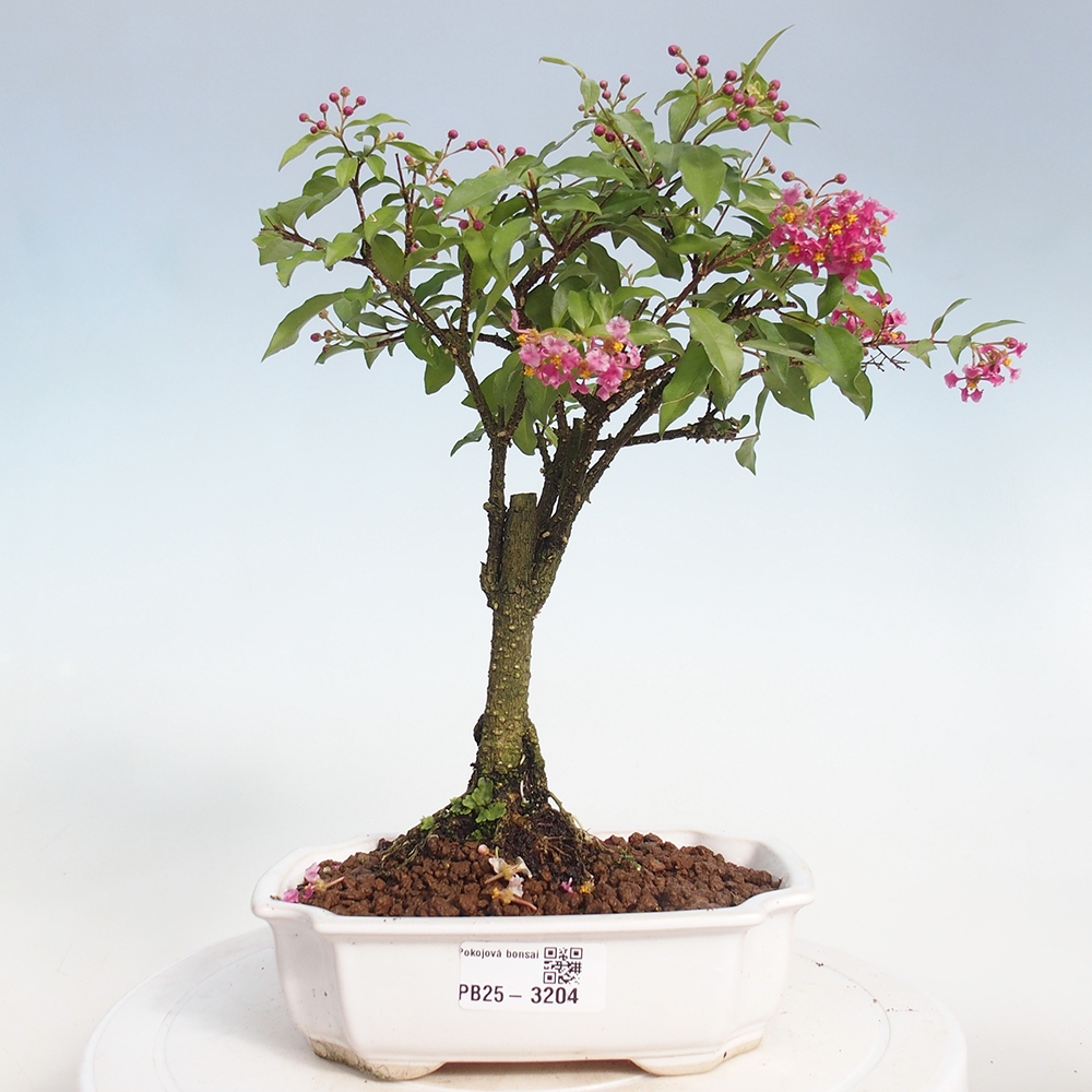 Izbová bonsai - Malpighia coccigera- Barbdorská čerešňa
