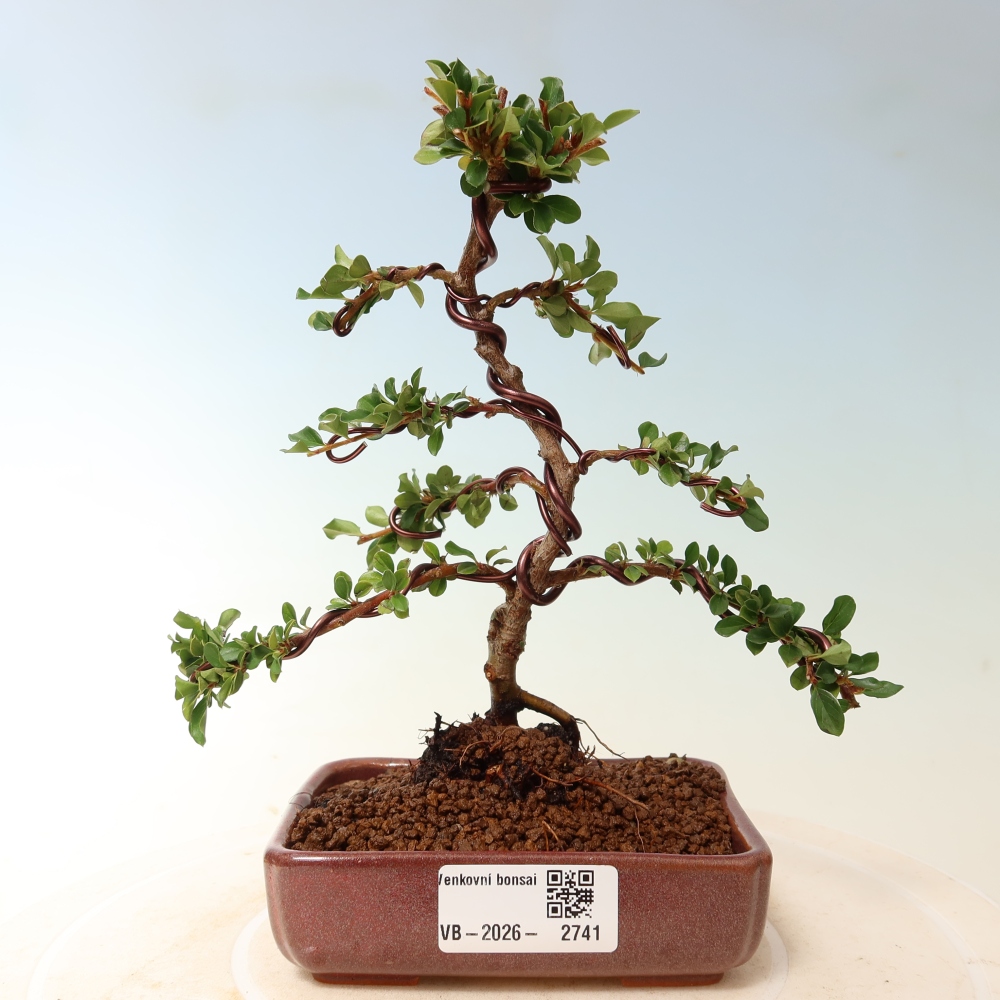 Vonkajšie bonsaje - Cotoneaster horizontalis - Skalnaté hory