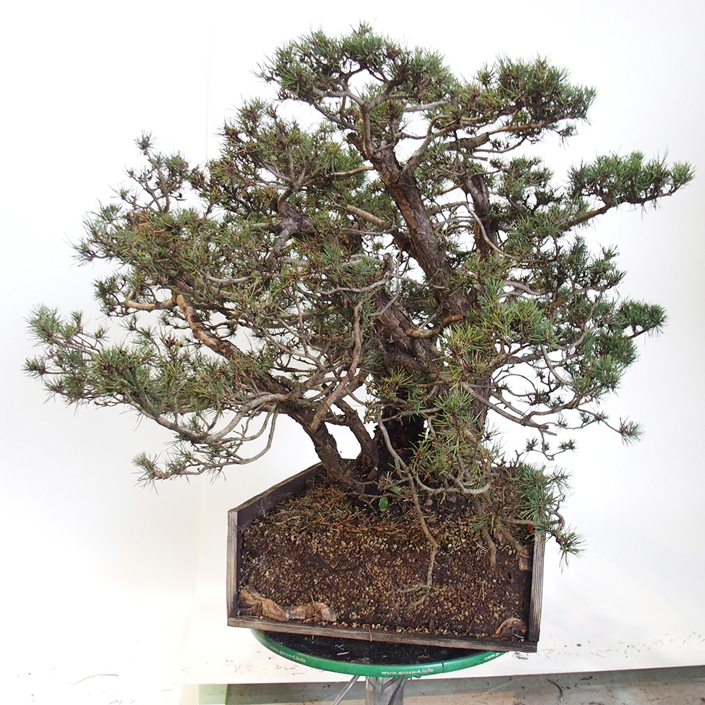 Yamadori - Pinus sylvestris Španielsko
