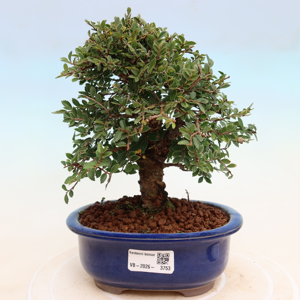 Vonkajšie bonsaje - Zelkova - Zelkova NIRE