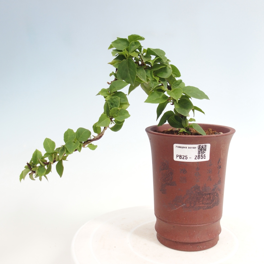 Izbová bonsai - Bouganwilea