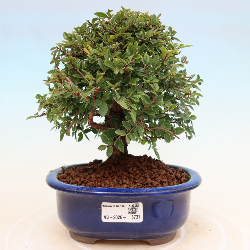 Vonkajšie bonsaje - Zelkova - Zelkova NIRE