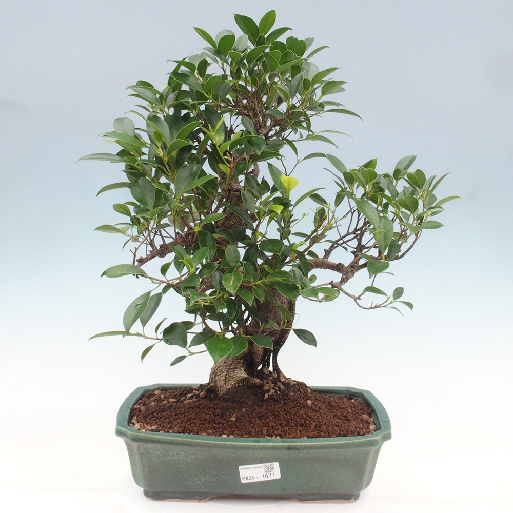 Izbová bonsai - Ficus kimmen - malolistý fikus