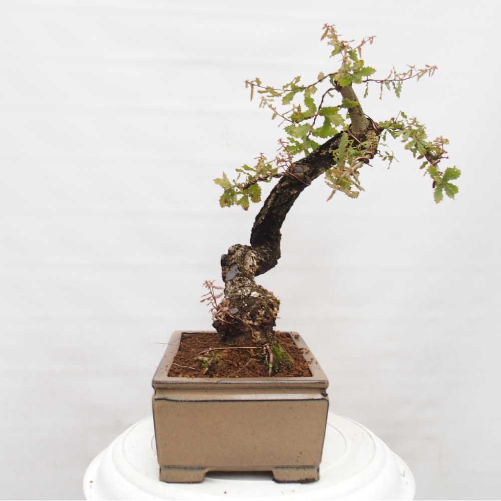 Yamadori - Quercus Ilex -Dub cezmínovitý