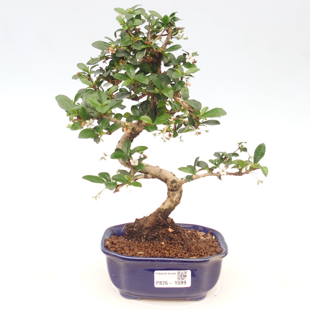 Izbové bonsaje - Carmona macrophylla - Tea fuki