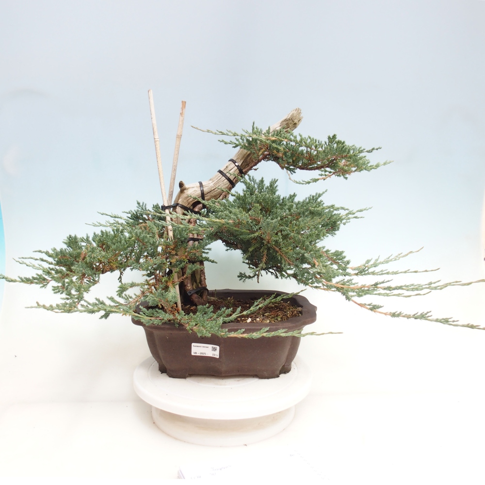 Vonkajší bonsai - Juniperus - Borievka polehavá