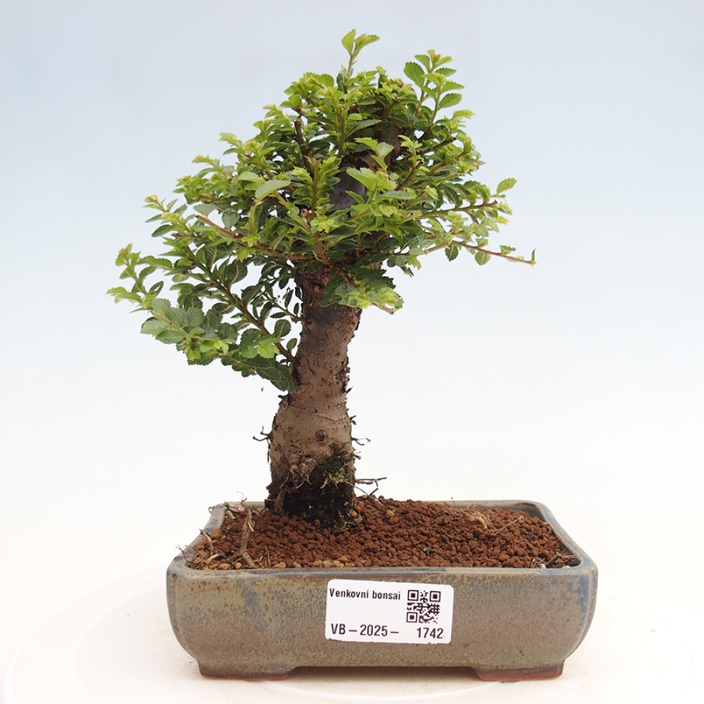 Vonkajší bonsai - Ulmus parvifolia Hokkaido - brest Činski
