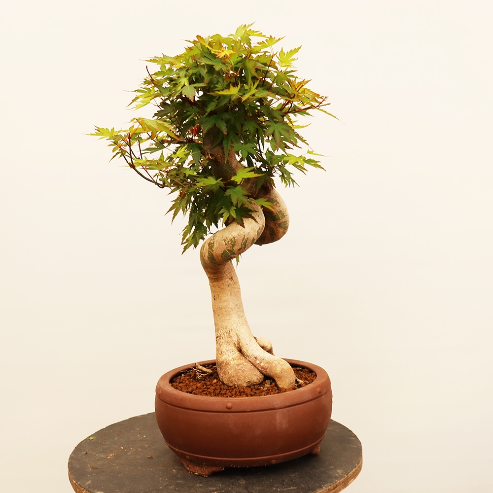 Vonkajšie bonsaje - Maple palmatum - Palmy
