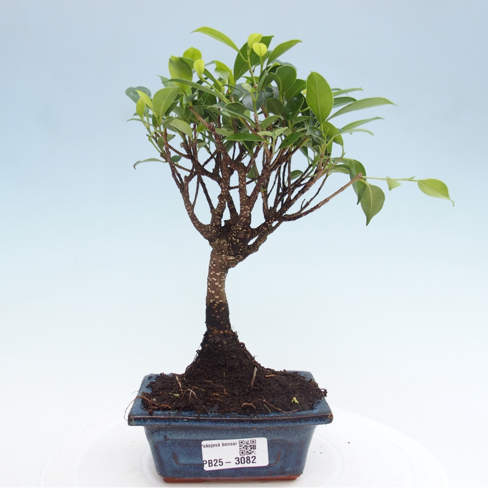 Izbová bonsai - Malolistý fikus - Ficus kimmen