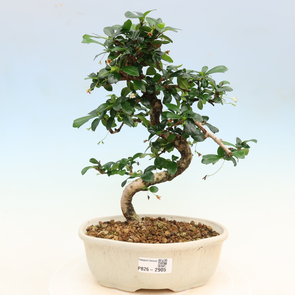 Izbové bonsaje - Carmona macrophylla - Tea fuki