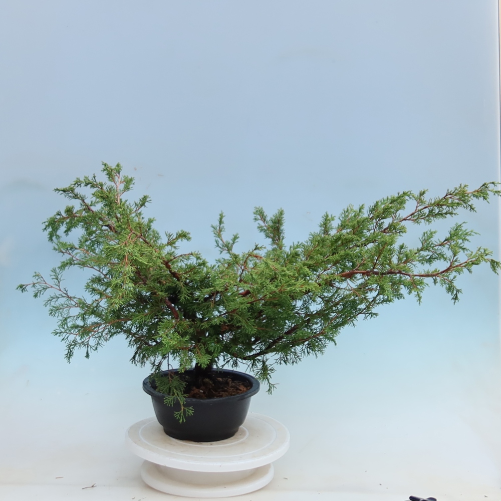 Vonkajší bonsai – Juniperus chinensis Itoigawa – čínsky jalovec