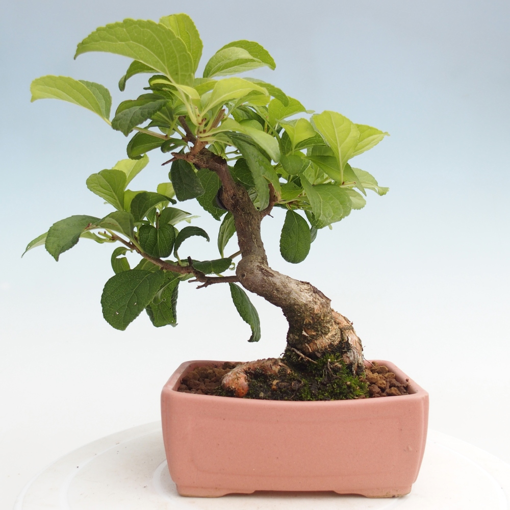 Vonkajšie bonsai - Celastrus Jesenec