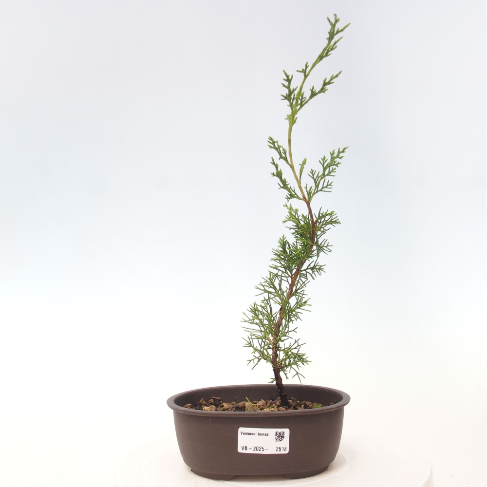 Vonkajší bonsai - Juniperus chinensis Itoigawa -Jalovec čínsky