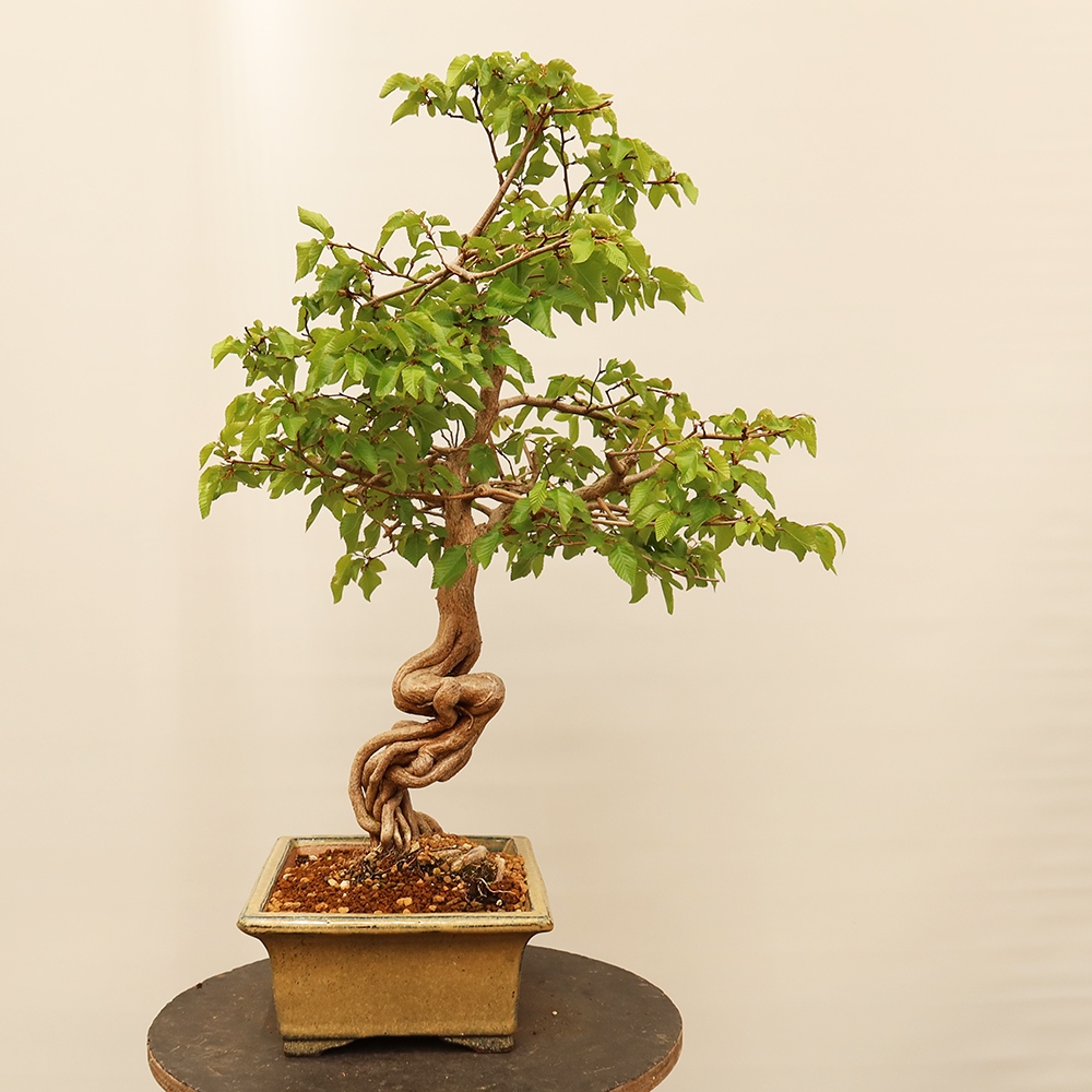 Vonkajší bonsai -Carpinus Coreana - Hrab kórejský