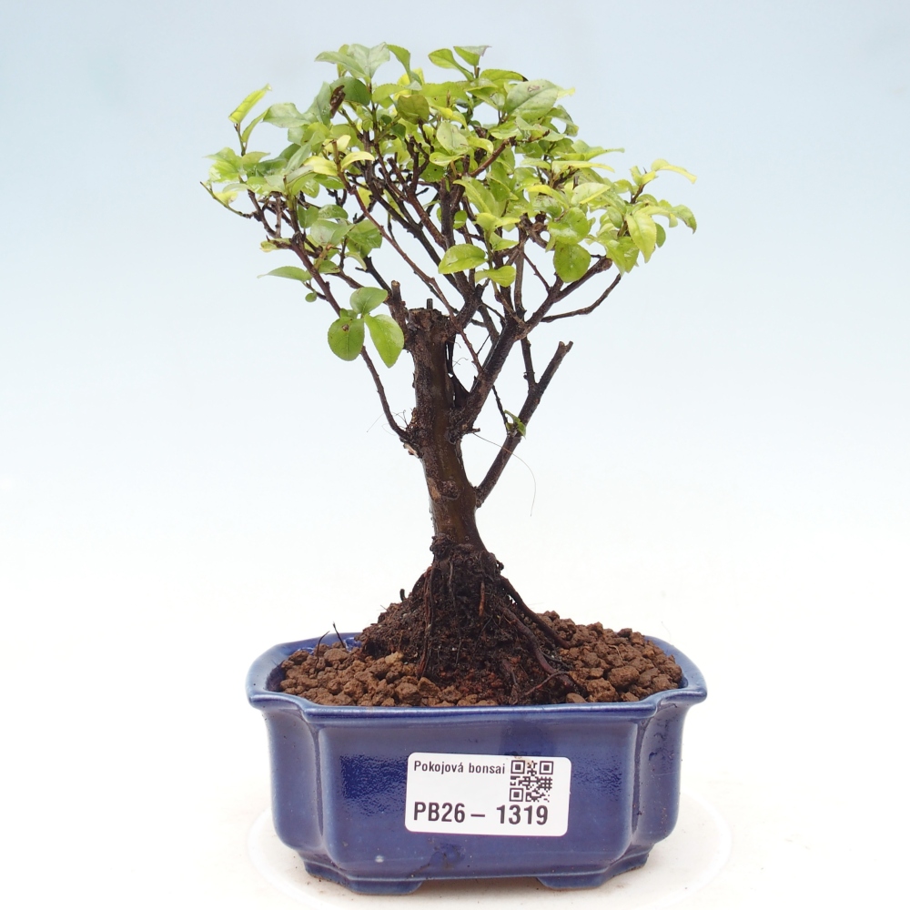 Izbová bonsai - Sagerécie thea - Sagerécie thea
