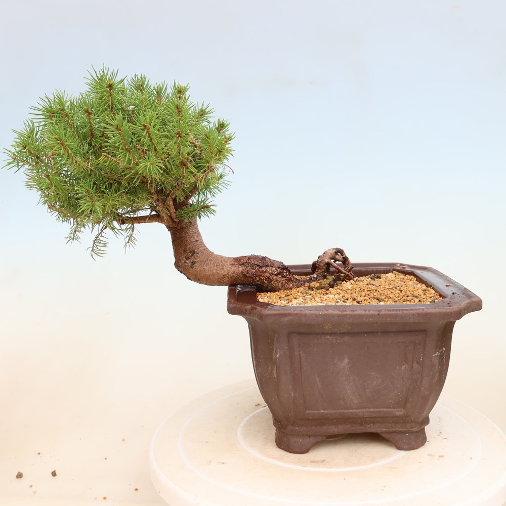 Vonkajší bonsai – Smrek sivý – Picea glauca globe