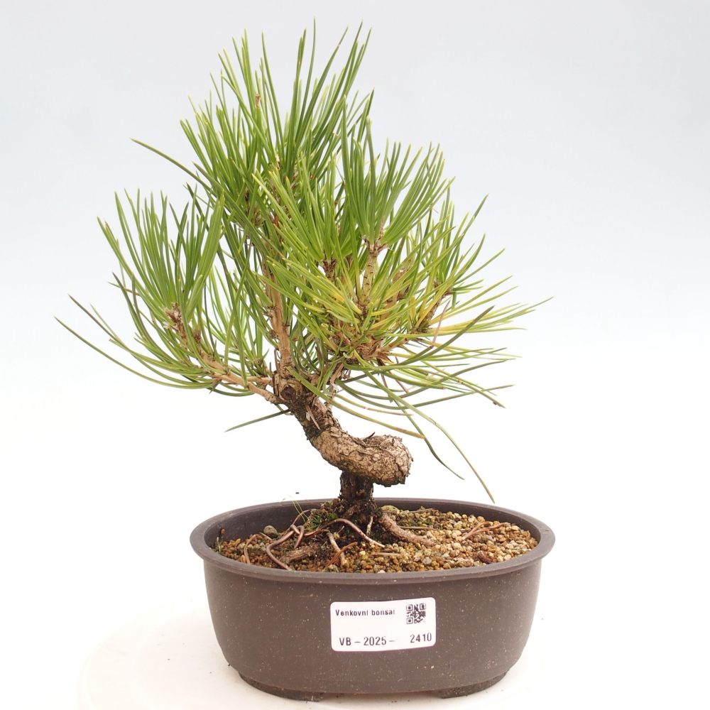 Vonkajší bonsai - Pinus thunbergii - Borovica thunbergova