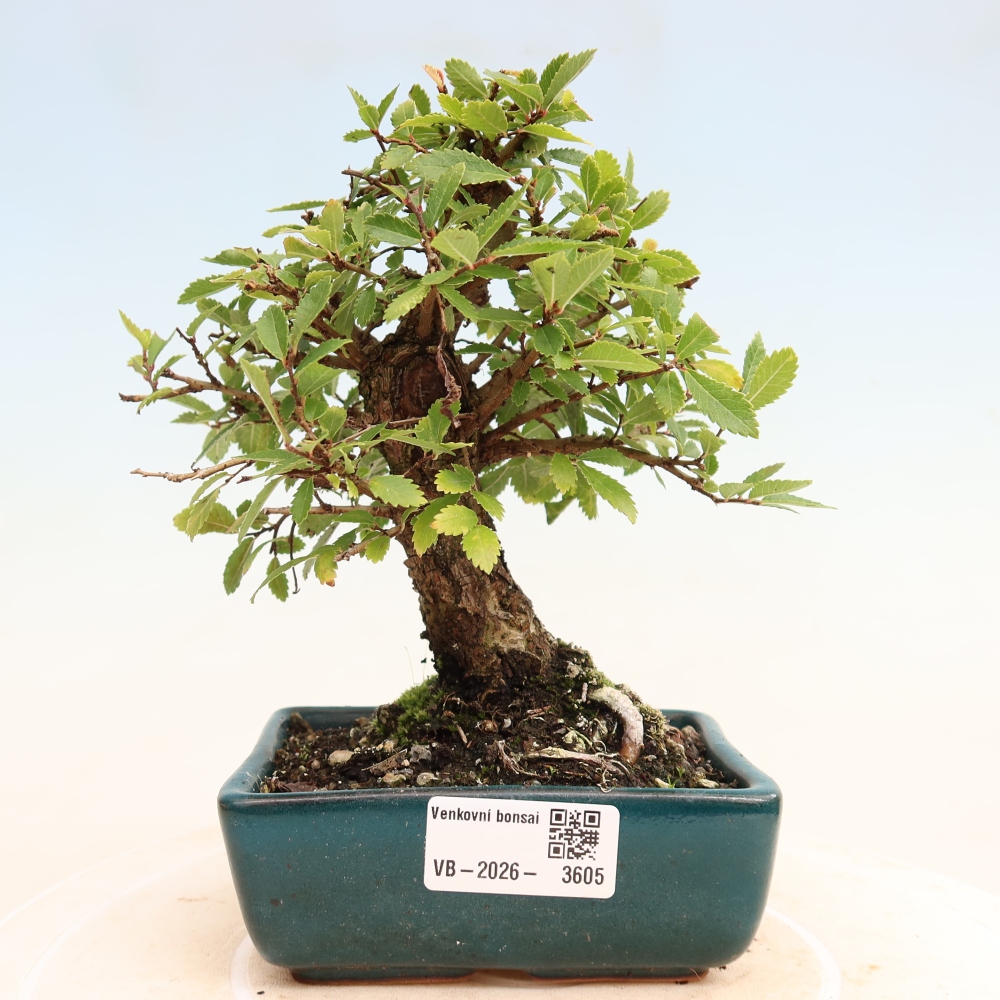 Vonkajšie bonsaje - Zelkova - Zelkova NIRE
