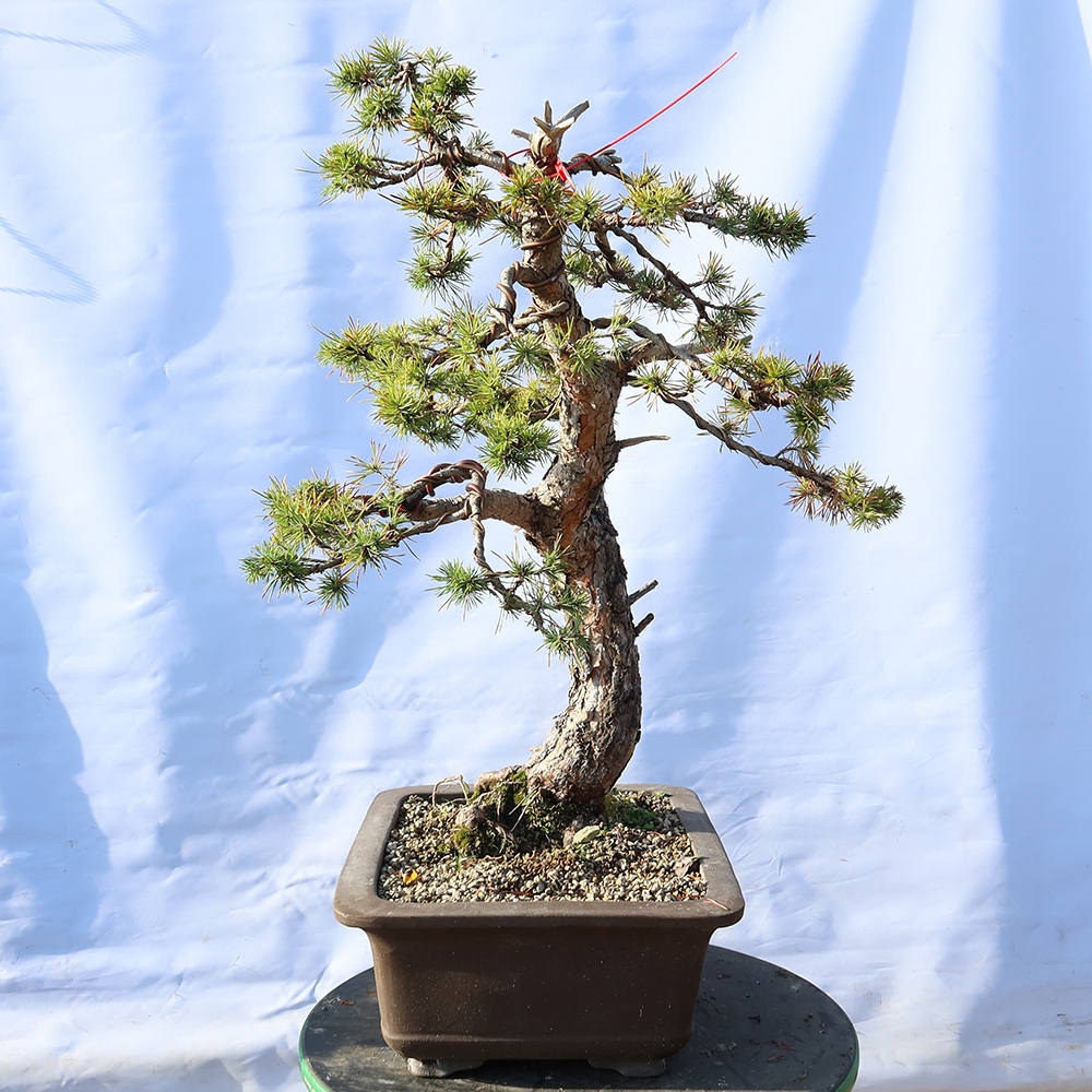 Pinus sylvestris Španielsko – borovica lesná