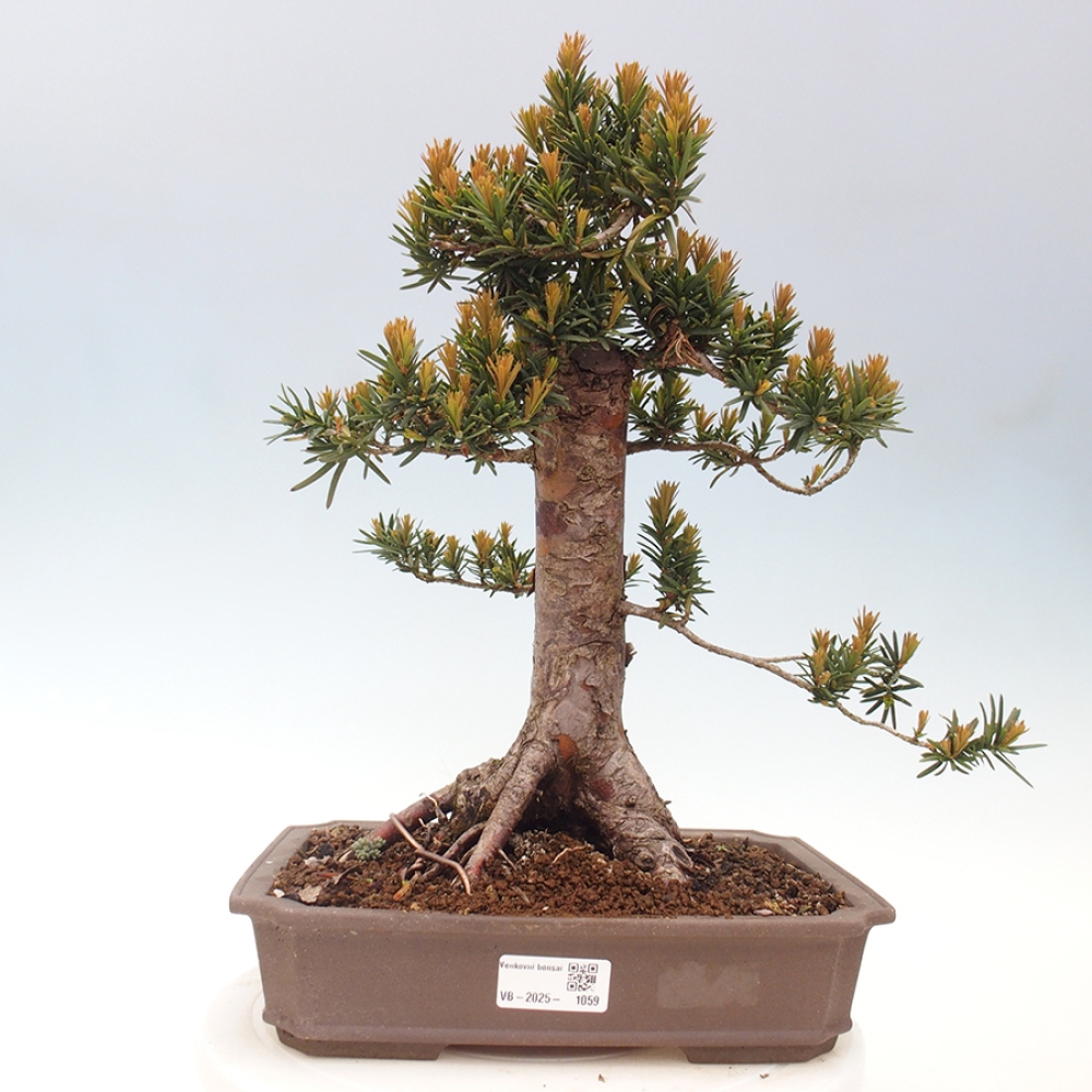 Vonkajší bonsai - Taxus cuspidata - Tis japonský