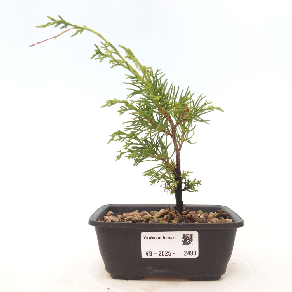 Vonkajší bonsai - Juniperus chinensis Itoigawa -Jalovec čínsky